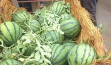 南充吃瓜爆料公司地址,地址曝光，带你一探究竟