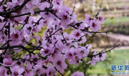 桃花视频,探寻浪漫时光的美丽瞬间